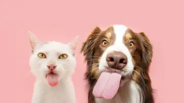🐶 Chien 🆚 🐱 Chat : Quel animal es-tu ?