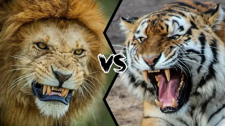 Lion 🦁 vs Tigre 🐯 : Quel grand félin sommeille en toi ?