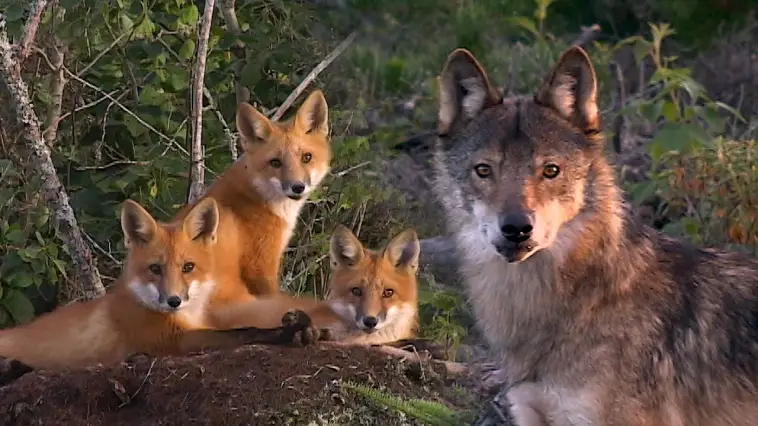 🐺 Loup ou 🦊 Renard : Quel animal sommeille en toi ?