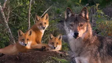 🐺 Loup ou 🦊 Renard : Quel animal sommeille en toi ?