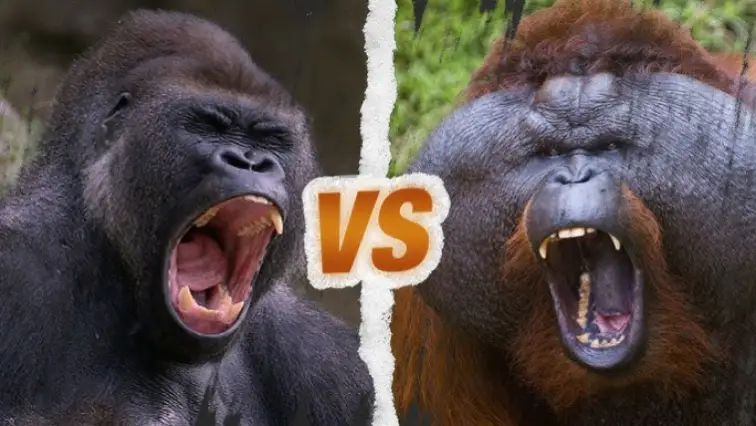 Test Gorille ou Orang-outan : Quel singe te ressemble ?