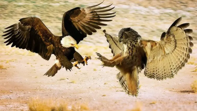 Découvrez si vous êtes Aigle ou Hibou