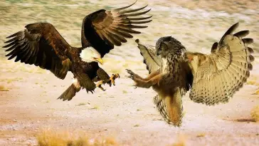 Découvrez si vous êtes Aigle ou Hibou