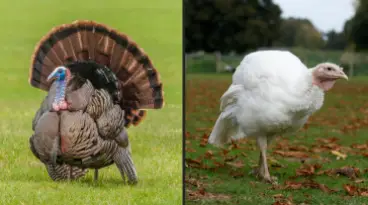 Quiz Coq ou Dinde : quel oiseau te définit ?