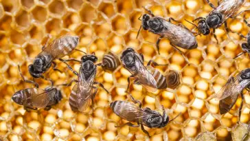 Découvre si tu es Miel Doux ou Abeille Active