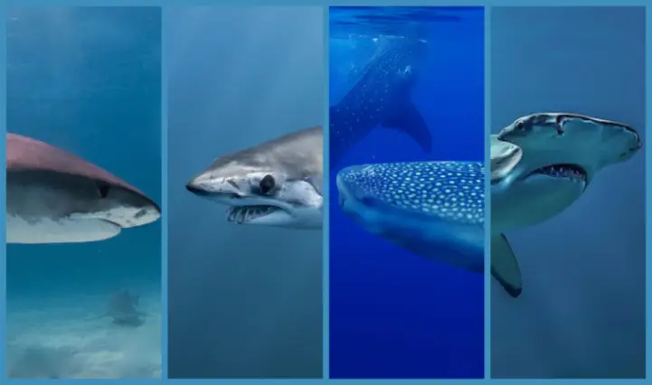 Quel type de requin es-tu ? Plonge dans les profondeurs de ta personnalité ! 🦈✨