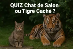 Chat de Salon ou Tigre Caché ?